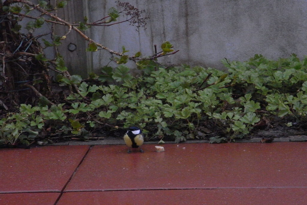 241513 - Niet-getagd