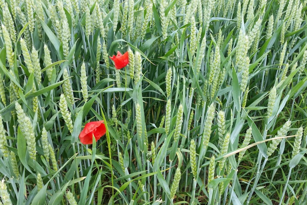 192688 - Niet-getagd