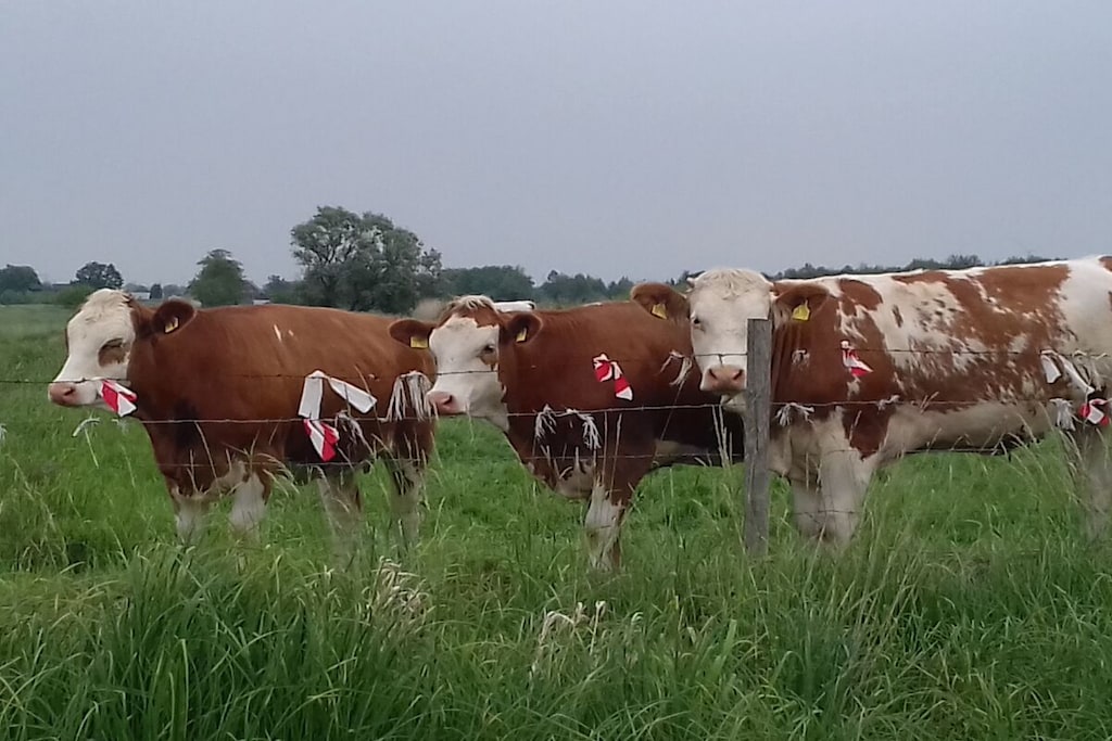 144154 - Niet-getagd