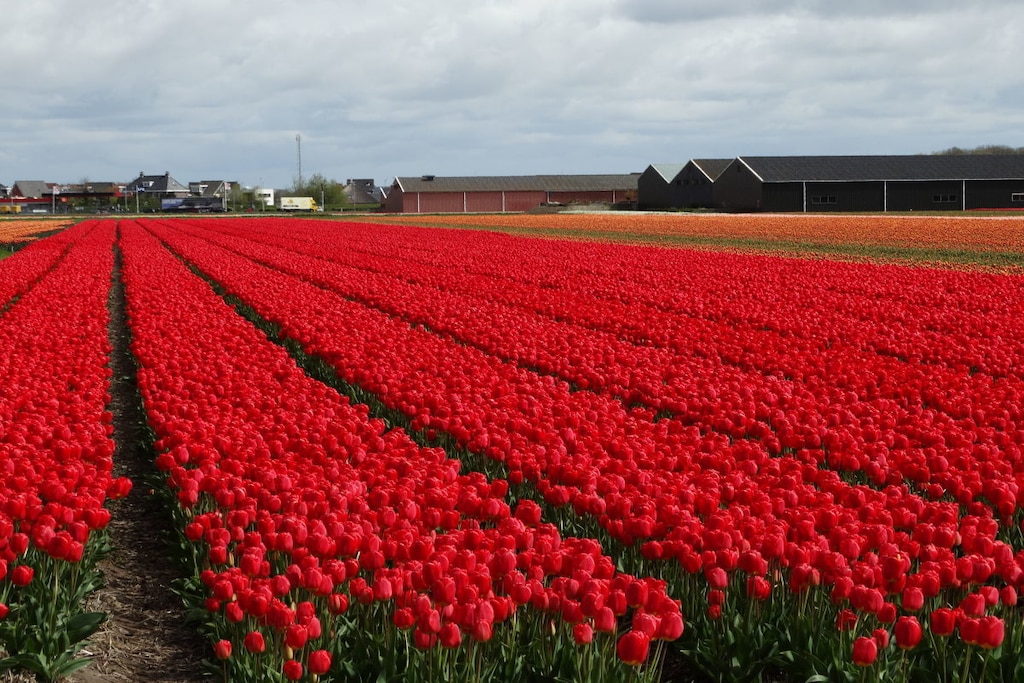 225177 - Niet-getagd