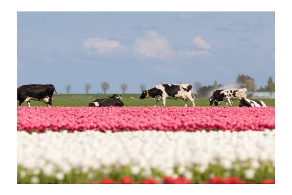 523753 - Niet-getagd