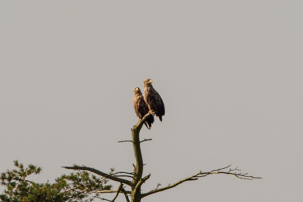 5463 - Niet-getagd