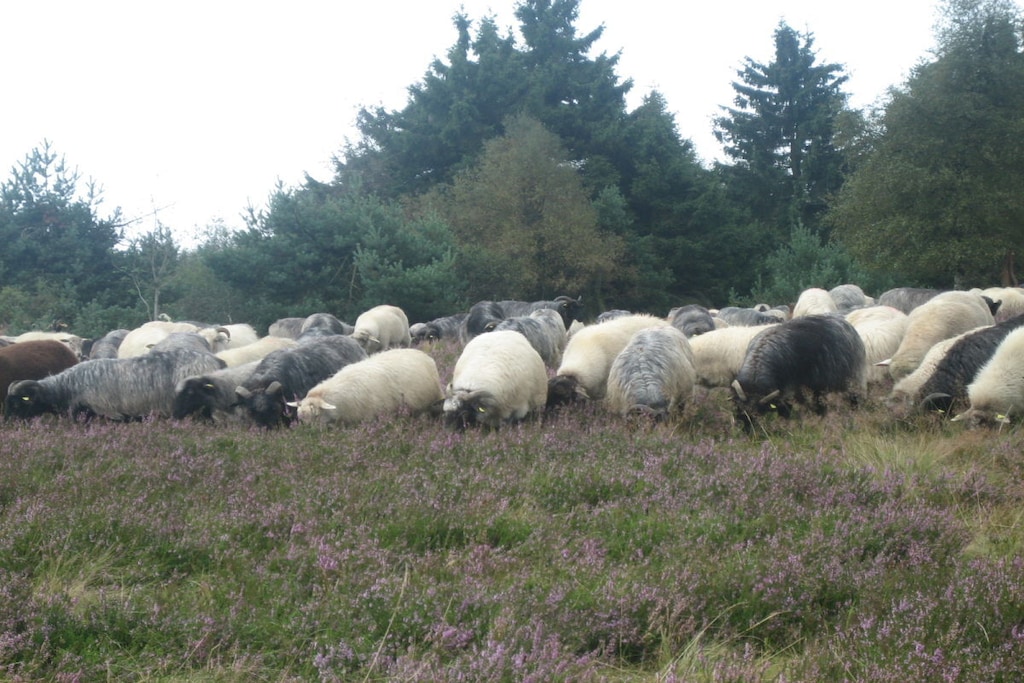 42503 - Niet-getagd
