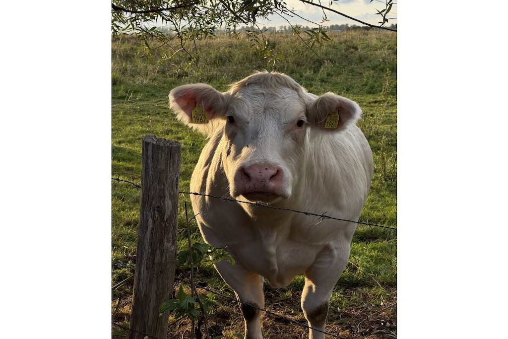 633003 - Niet-getagd
