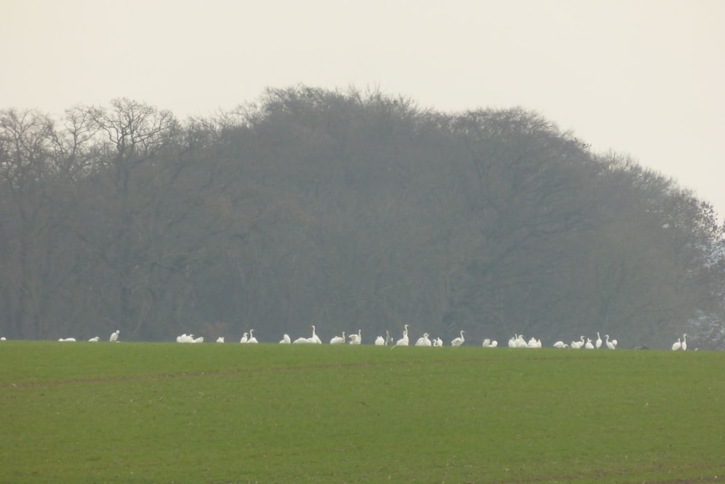 98361 - Niet-getagd