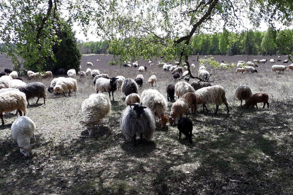 98463 - Niet-getagd