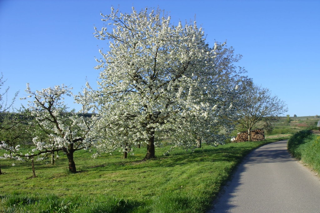 58271 - Niet-getagd