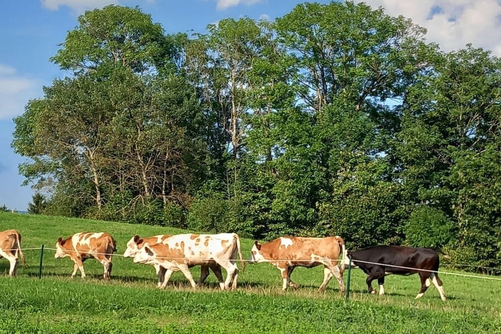 68365 - Niet-getagd