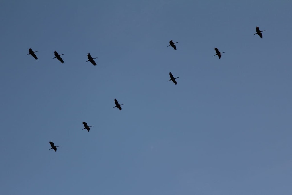 51887 - Niet-getagd