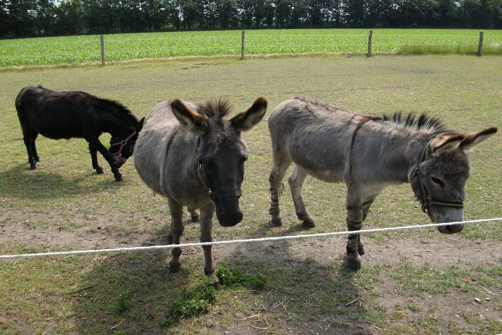 54474 - Niet-getagd