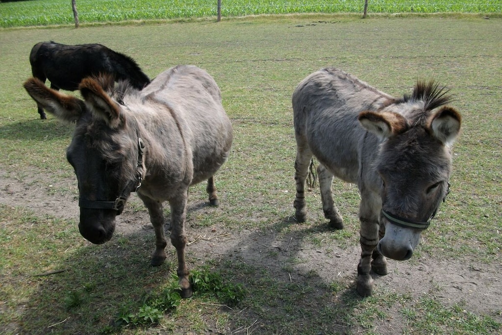 54474 - Niet-getagd