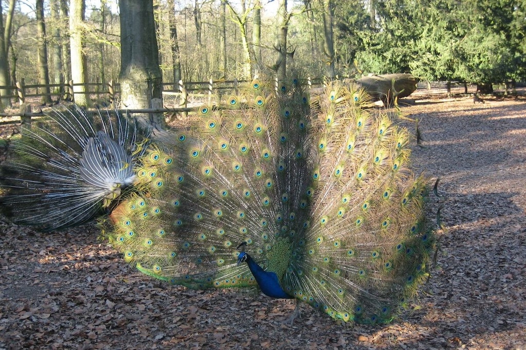35372 - Niet-getagd