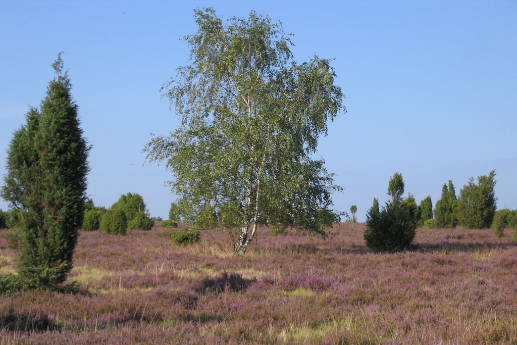 42123 - Niet-getagd