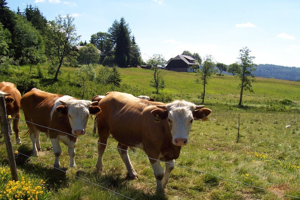 16481 - Niet-getagd