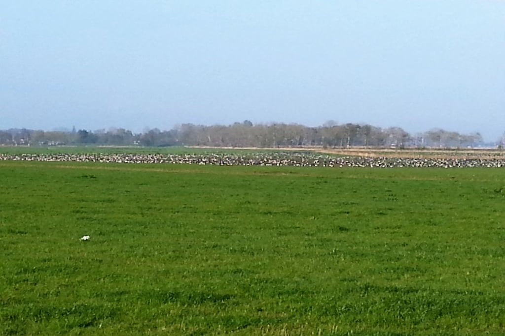 217134 - Niet-getagd