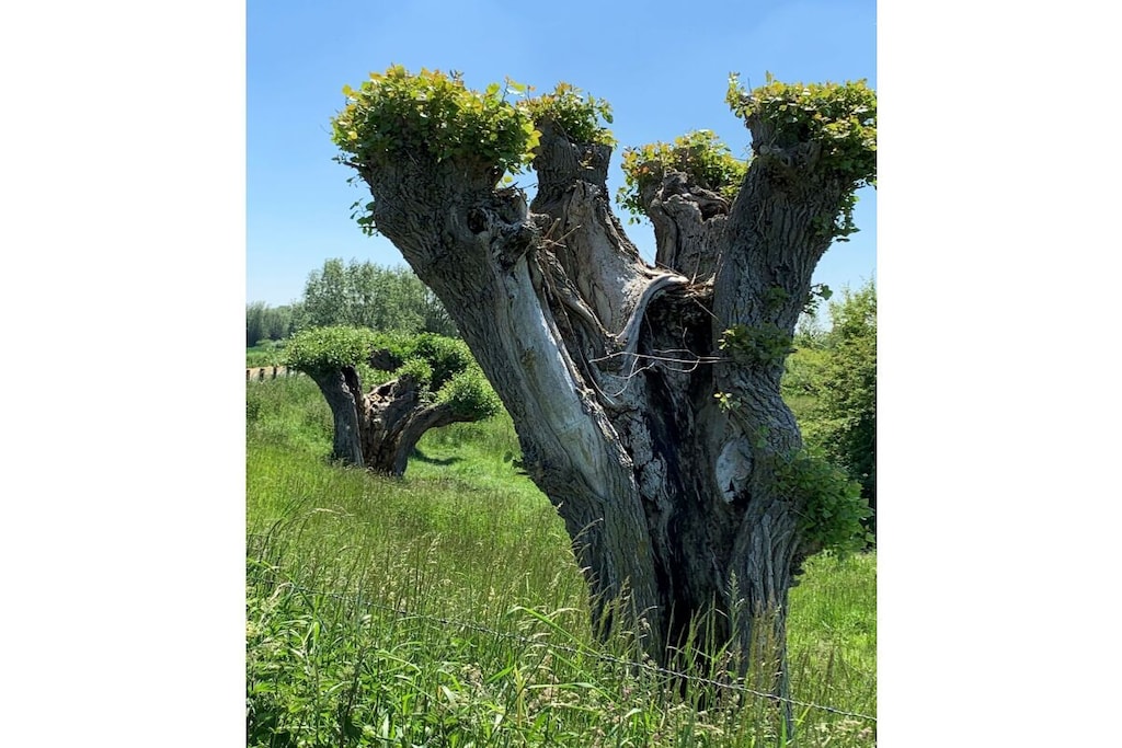 254832 - Non tagué