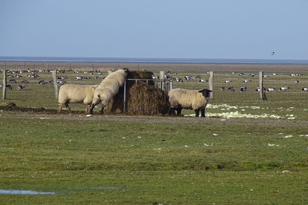 223004 - Niet-getagd