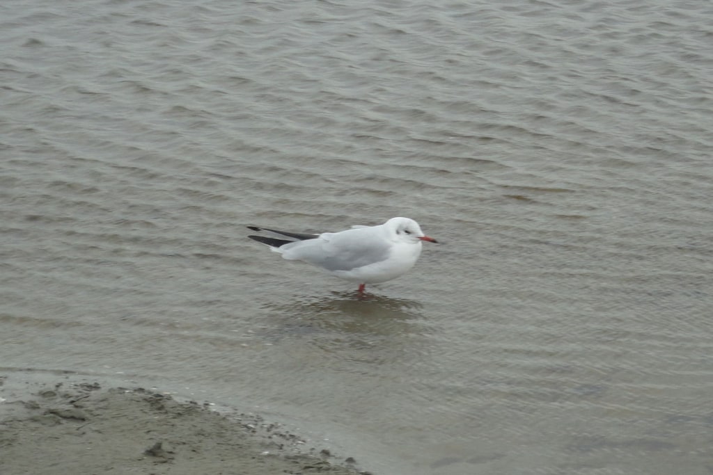 238323 - Niet-getagd