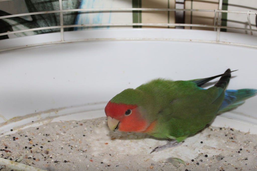 40176 - Niet-getagd