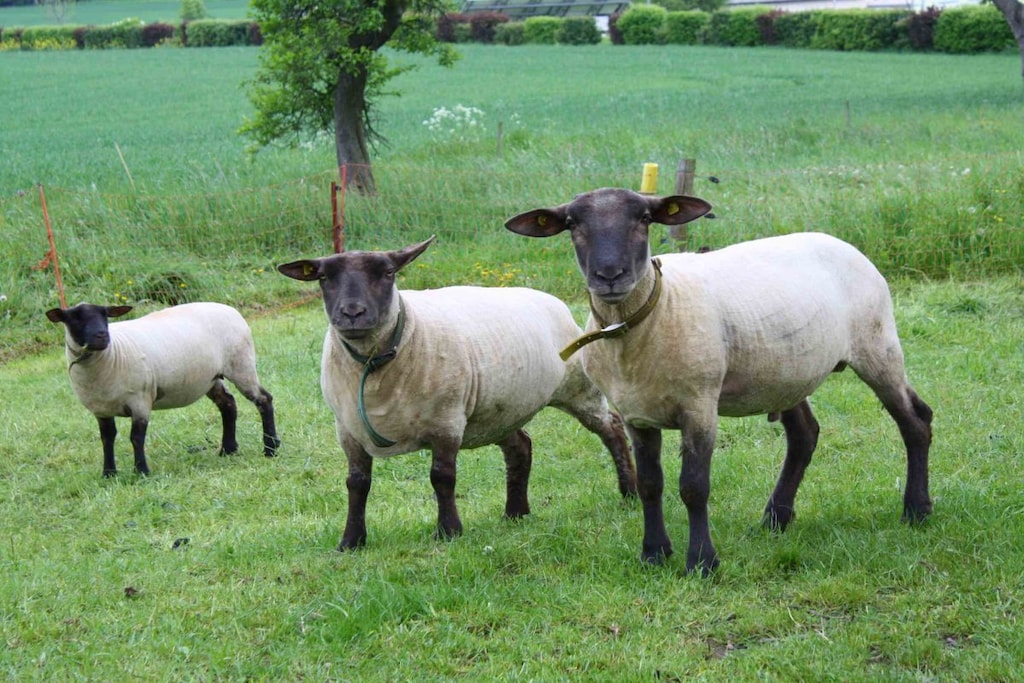 226431 - Non tagué