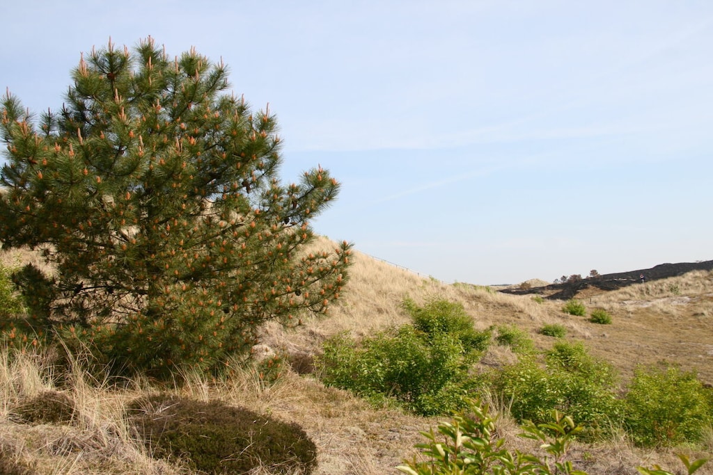 290582 - Niet-getagd