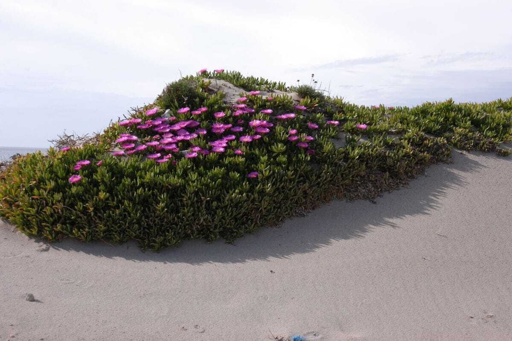13305 - Niet-getagd