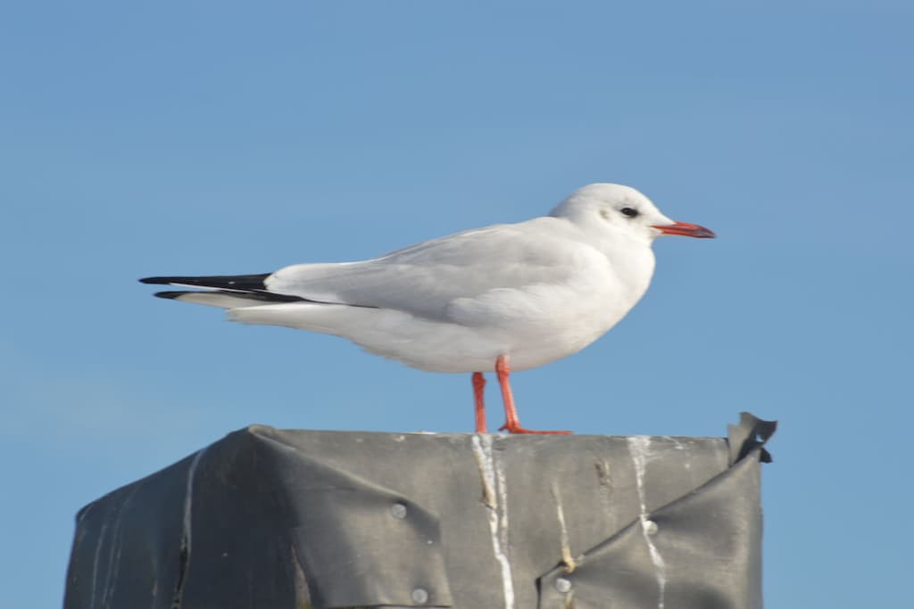 72192 - Non tagué