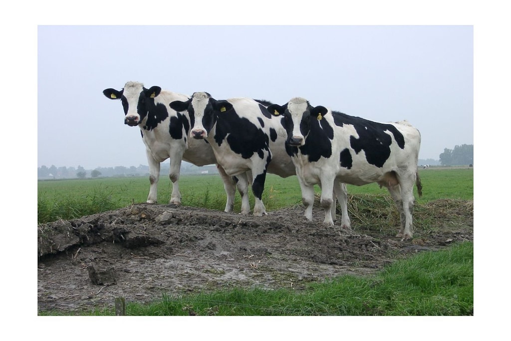 51855 - Niet-getagd