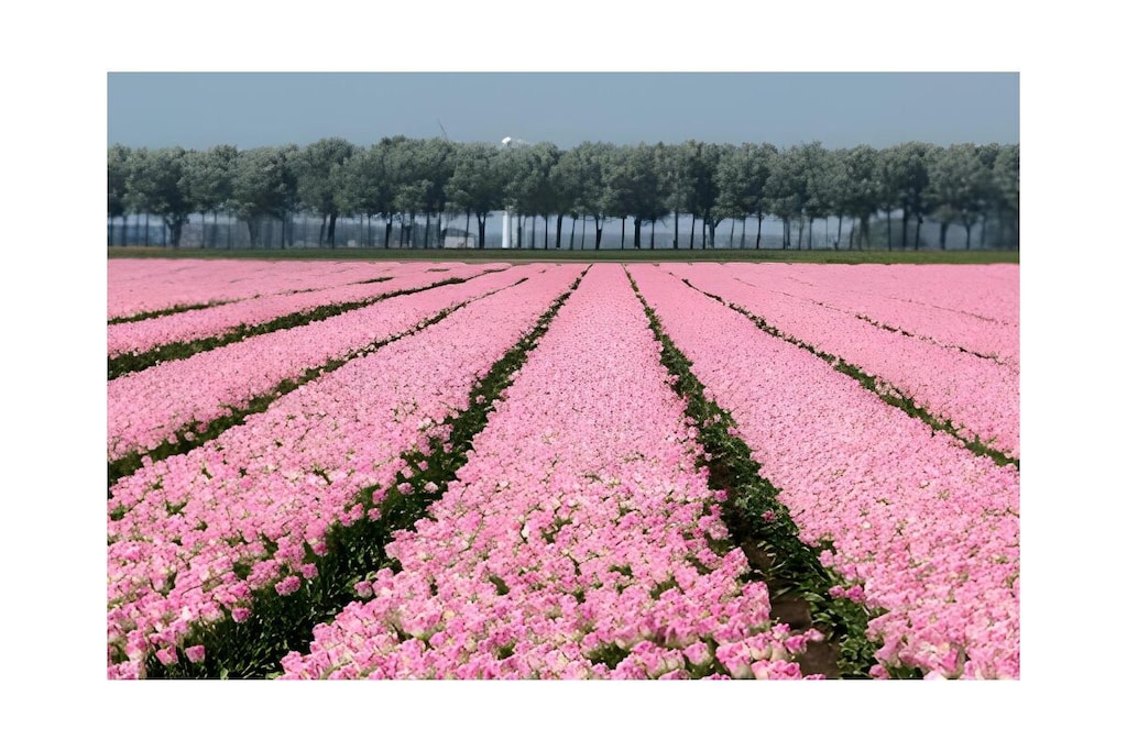 489081 - Niet-getagd