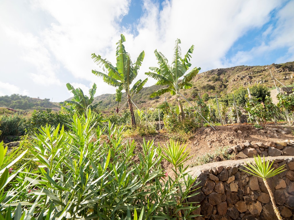Ferienhaus La Bodega (2373009), Icod de los Vinos, Teneriffa, Kanarische Inseln, Spanien, Bild 24