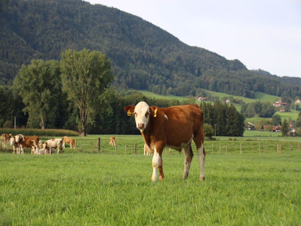 Bild 7 Bild 7