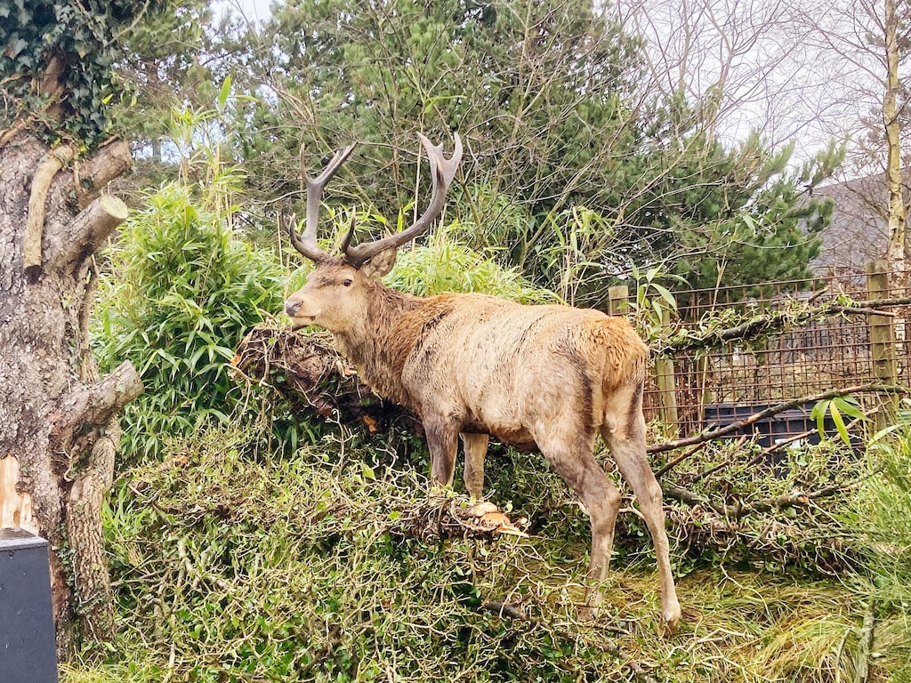 2 Personen Ferienhaus in Vejers Strand-By Traum