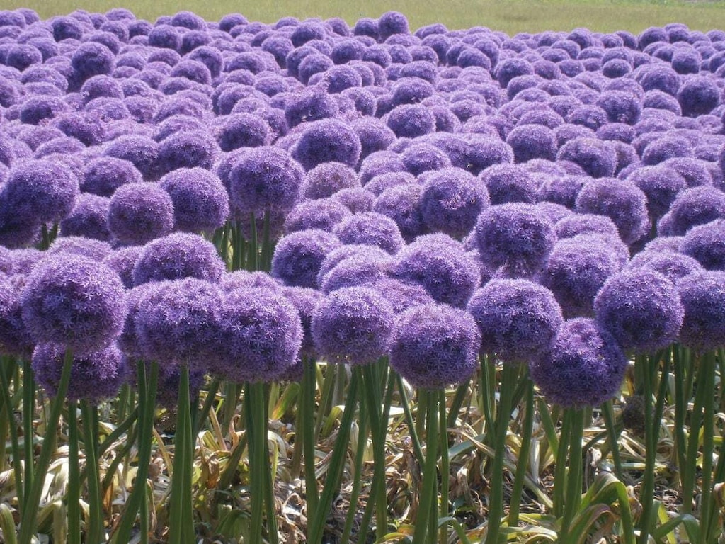   77536