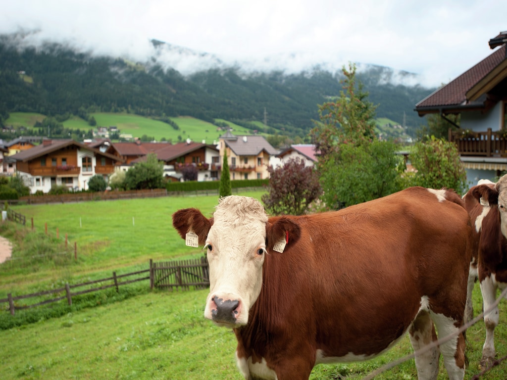 Ferienwohnung Ingrid (253579), Altenmarkt im Pongau, Pongau, Salzburg, Österreich, Bild 17