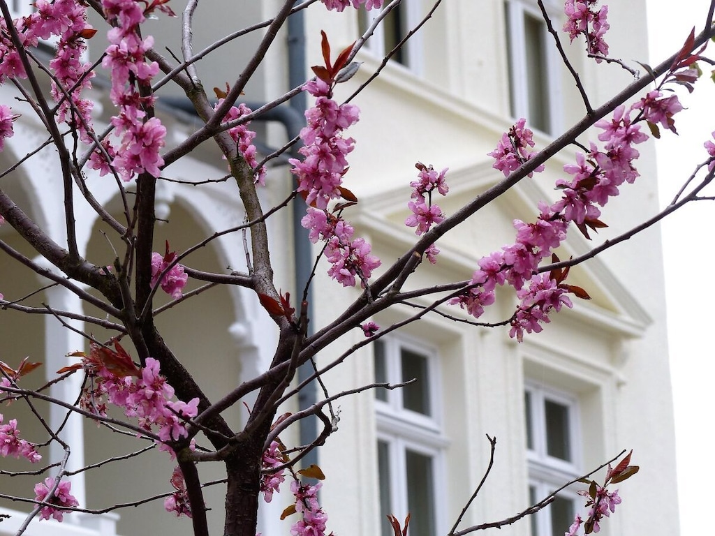 Penthouse DAT GROTE Sehnsucht Rügen