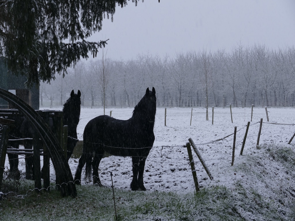 Ferienwohnung Meschermolen 8 (65735), Eijsden, Zuid-Limburg, Limburg (NL), Niederlande, Bild 23