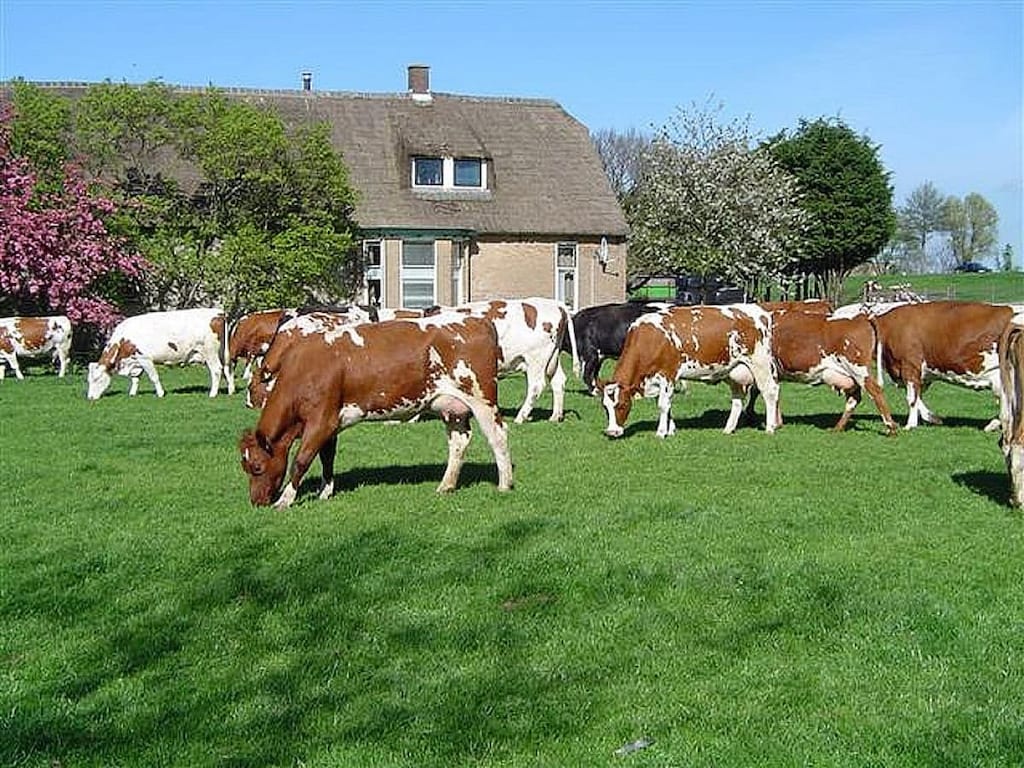 auf dem Hof - Hoeve Nooitgedacht