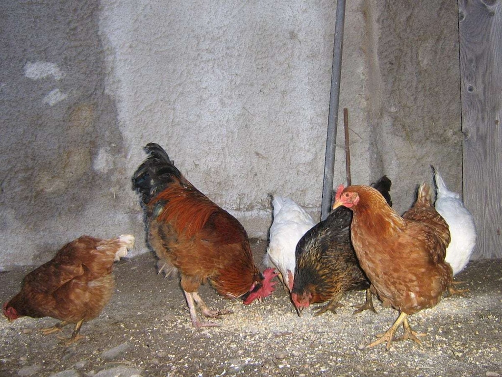 Boerderij met 2 slaapkamers
