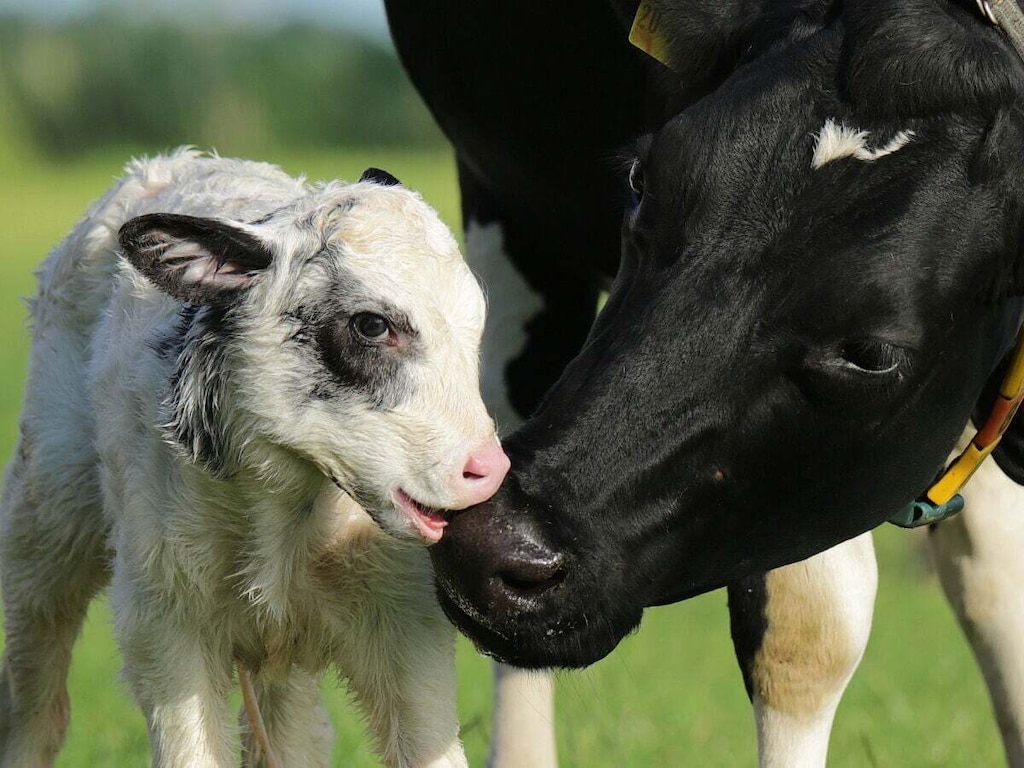 Uitzicht op de boerderij en het moeras