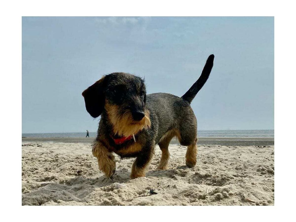 Majert's Dune Gold Norderney
