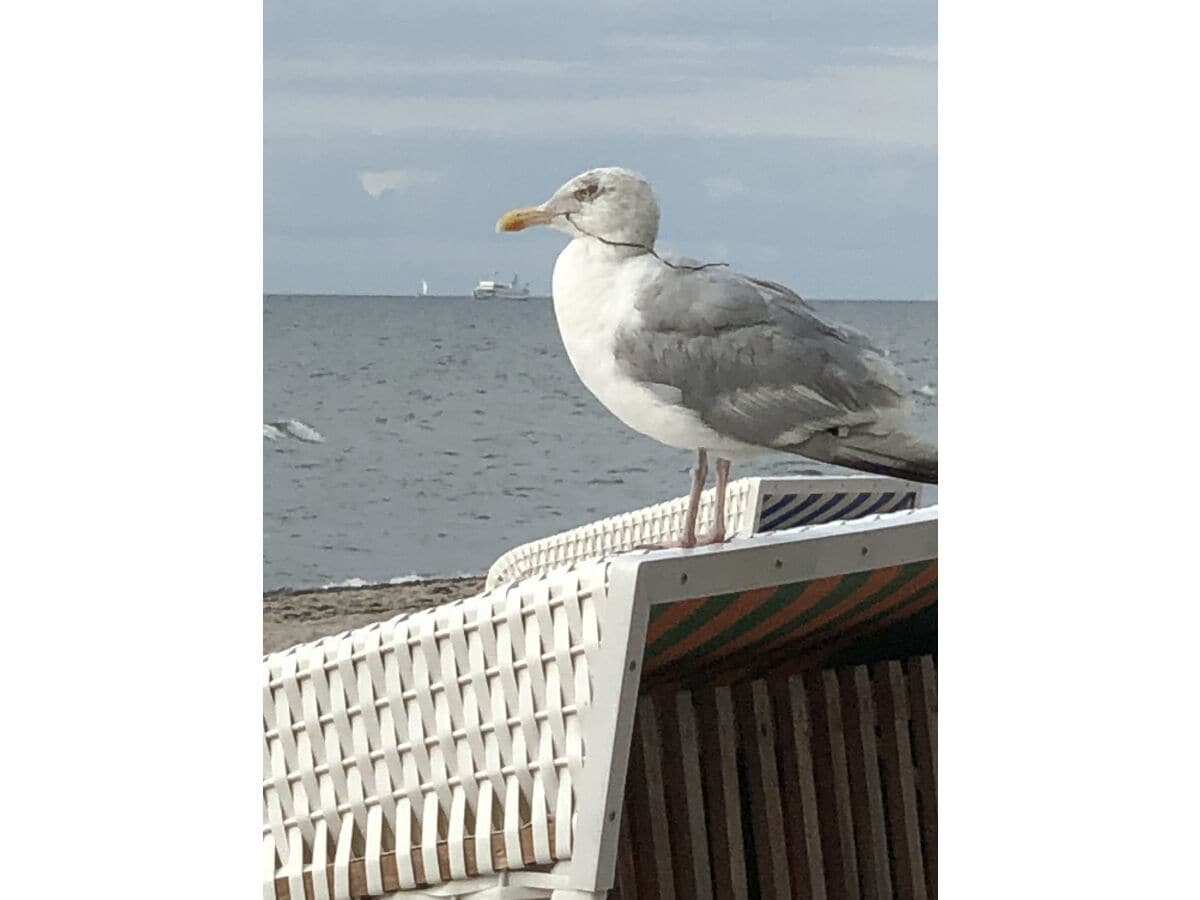 Centraal gelegen vakantiehuis in Ostseebad Rerik voor 4 personen in Ostseebad Rerik