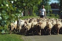 Vakantiehuis In de regio (zomer) (>5 km)