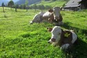 Vakantiehuis Directe omgeving (zomer) (<1 km)