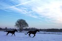 Vakantiehuis Omgeving (winter) (1-5 km)