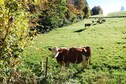 Vakantiehuis In de regio (zomer) (>5 km)