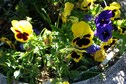 Vakantiehuis Tuin zomer