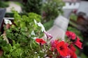 Vakantiehuis Tuin zomer