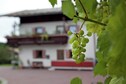 Vakantiehuis Tuin zomer