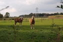 Vakantiehuis Directe omgeving (zomer) (<1 km)