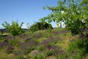 Vakantiehuis Tuin zomer